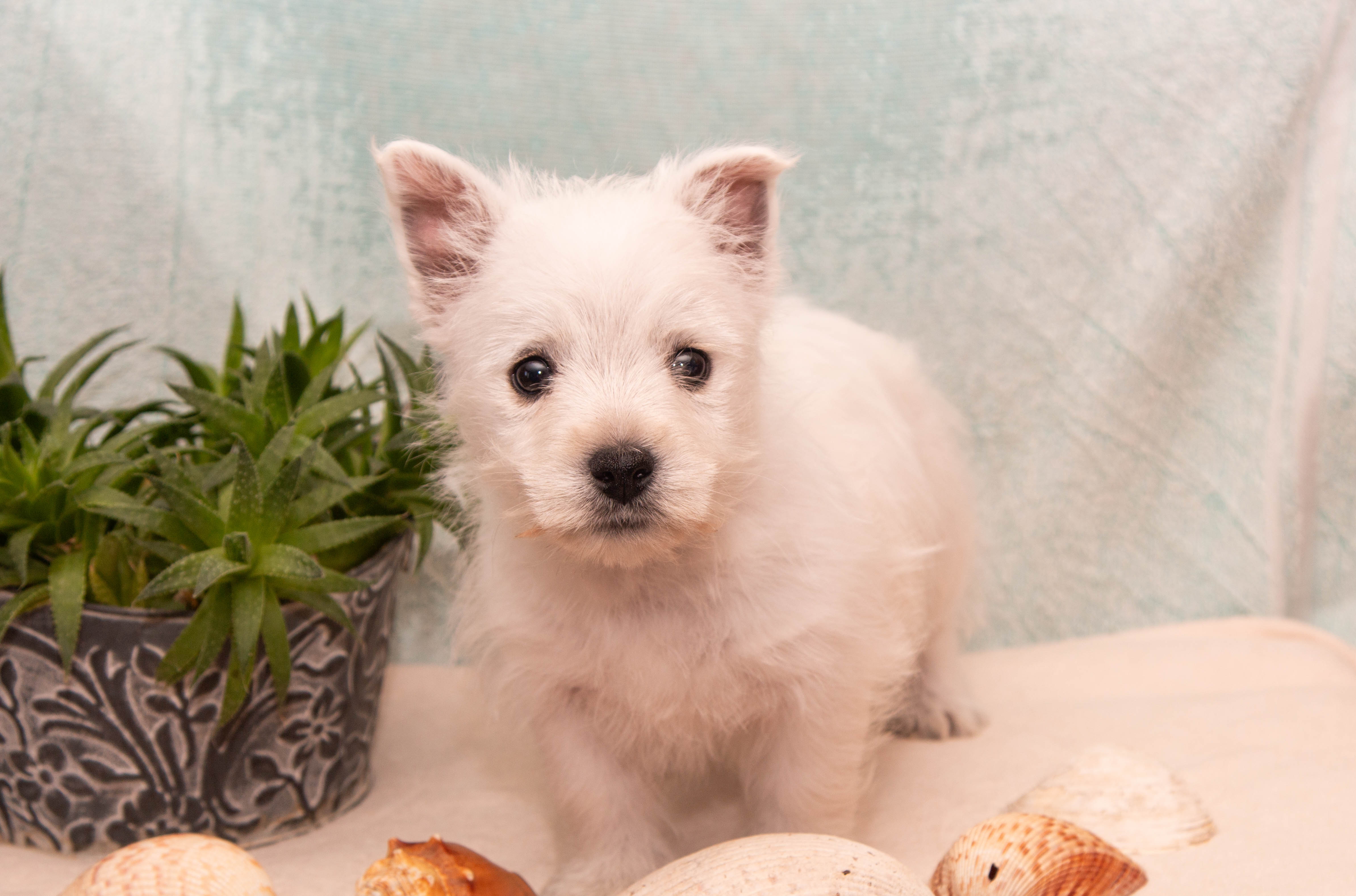 puppy, for, sale, West Highland White Terrier, Amos B. King, dog, breeder, Romney, WV, dog-breeder, puppy-for-sale, forsale, nearby, find, puppyfind, locator, puppylocator, aca